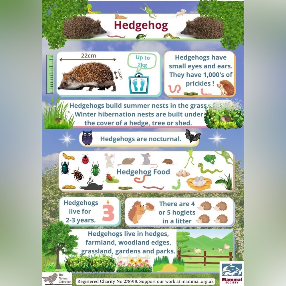 $2 Hedgehog keychain new $2 WITH ANY $10 ORDER OR MORE - Picture 8 of 12